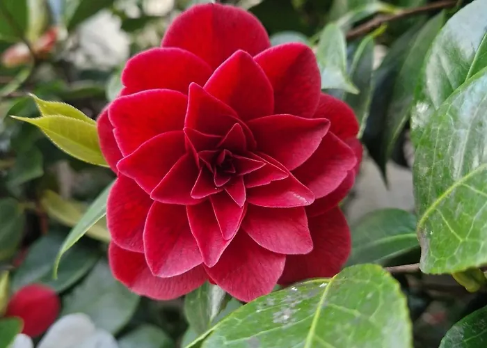 Casa de Férias Vintage Charm With Comfort